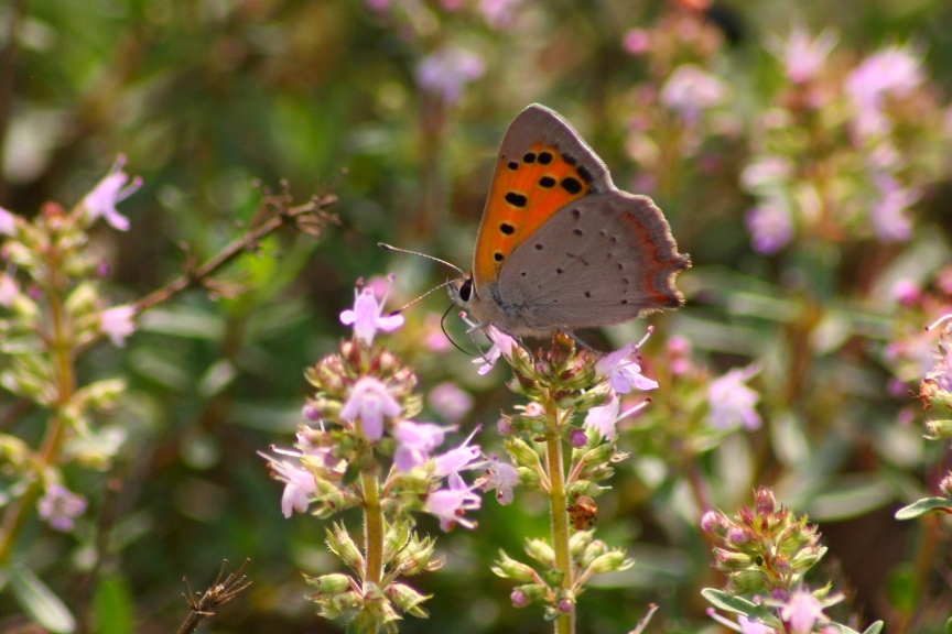 Lycaena Phlaeas ?